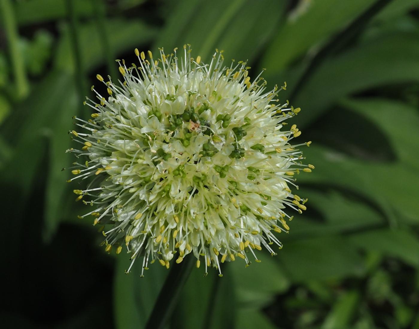 Leek, Alpine flower